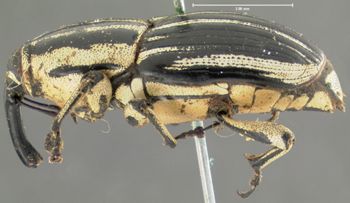 Media type: image;   Entomology 5202 Aspect: habitus lateral view